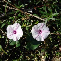 Ipomoea sagittifolia Burm.f.